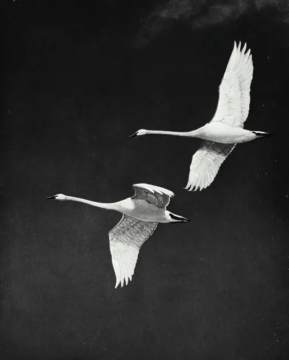 Framed Print : Vintage photograph. Two geese flying through air together Framed Print : Vintage photograph. Two geese flying through air together