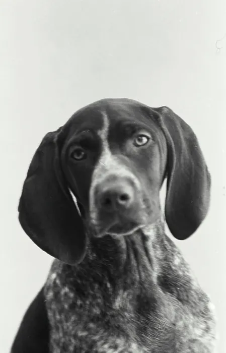 Framed Print : Vintage Photograph. A German shorthair pointer dog portrait