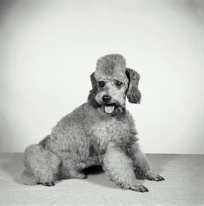 Framed Print : Vintage Photograph. Groomed poodle on blank background. Frame 3 Framed Print : Vintage Photograph. Groomed poodle on blank background. Frame 3