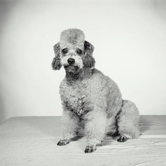 Framed Print : Vintage Photograph. Groomed poodle on blank background. Frame 8