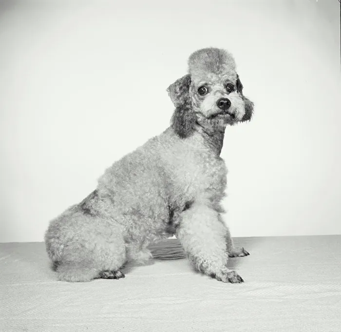 Framed Print : Vintage Photograph. Groomed poodle on blank background. Frame 7 Framed Print : Vintage Photograph. Groomed poodle on blank background. Frame 7