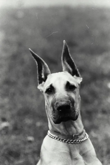 Framed Print : Vintage Photograph. A Head of a boxer dog looking at camera Framed Print : Vintage Photograph. A Head of a boxer dog looking at camera
