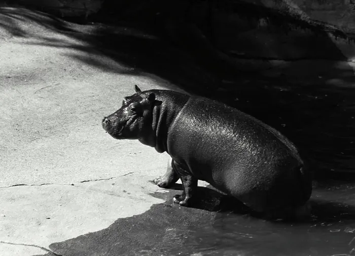 Framed Print : Vintage Photograph. Hippopotamus sitting on edge of rock Framed Print : Vintage Photograph. Hippopotamus sitting on edge of rock