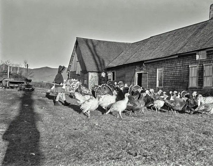 Framed Print : Vintage photograph. Looking over a flock of turkeys just before Thanksgiving at East Lancaster Framed Print : Vintage photograph. Looking over a flock of turkeys just before Thanksgiving at East Lancaster
