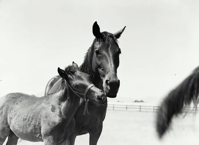 Framed Print : Vintage Photograph. Mare and her colt outside in pasture nuzzling Framed Print : Vintage Photograph. Mare and her colt outside in pasture nuzzling