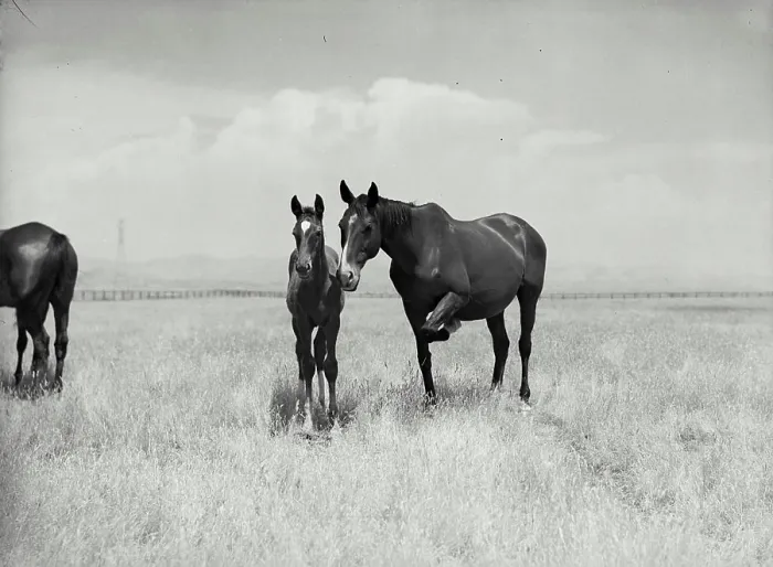 Framed Print : Vintage Photograph. Mare and colt in pasture outside