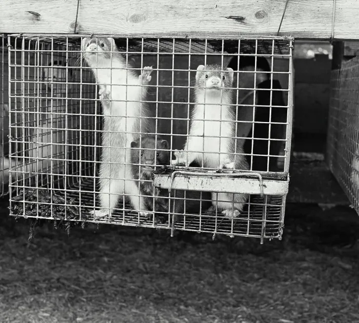 Framed Print : Vintage Photograph. Several minks in cage Framed Print : Vintage Photograph. Several minks in cage
