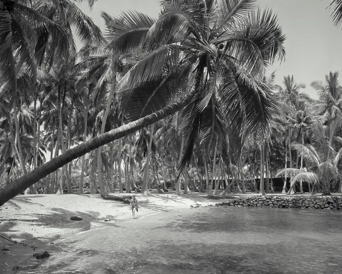 Framed Print : Vintage photograph. Palm tree leaning over the beach at City of Refuge, Kona District Framed Print : Vintage photograph. Palm tree leaning over the beach at City of Refuge, Kona District