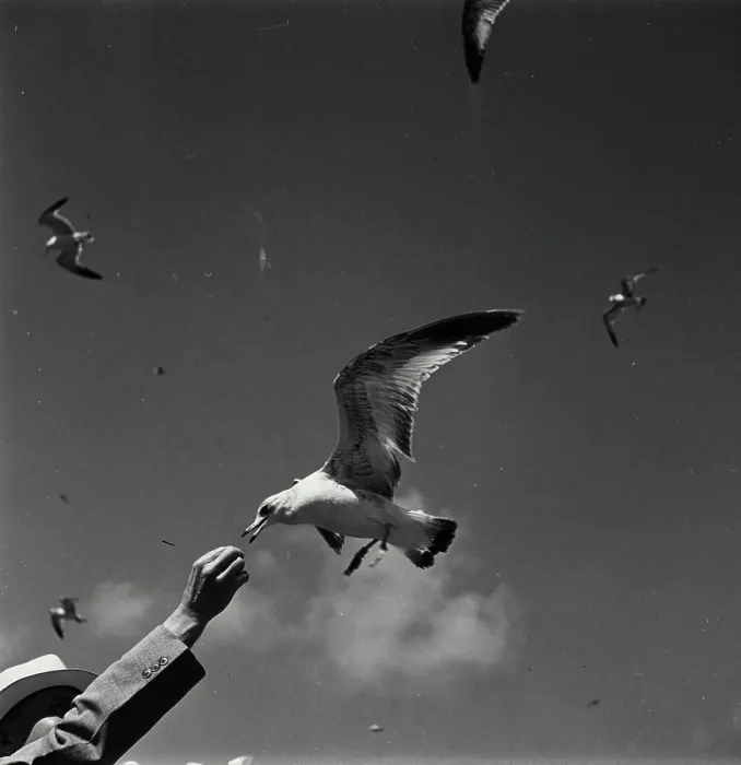 Framed Print : Vintage Photograph. Seagull taking food from hand Framed Print : Vintage Photograph. Seagull taking food from hand