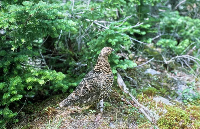 Framed Print : Vintage Photograph. Spruce grouse blending in its natural forest habitat