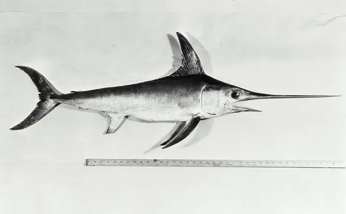 Framed Print : Vintage photograph. Swordfish, Museum of Natural History Framed Print : Vintage photograph. Swordfish, Museum of Natural History