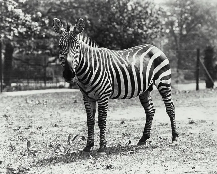 Framed Print : Vintage photograph. Zebra seen standing in enclosure Framed Print : Vintage photograph. Zebra seen standing in enclosure