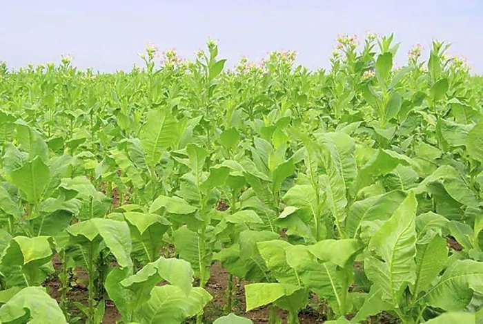Framed Print : Virginian tobacco, cultivated tobacco Framed Print : Virginian tobacco, cultivated tobacco