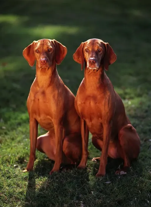Framed Print : Vizslas, AKC, 2-year-old Minka and six-year-old feathers photographed in Phoenix Framed Print : Vizslas, AKC, 2-year-old Minka and six-year-old feathers photographed in Phoenix