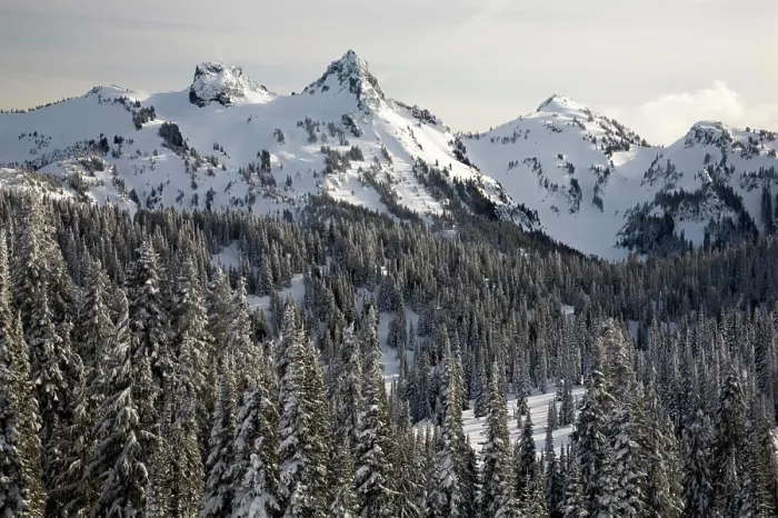 Framed Print : WA, Mt. Rainier NP, Snow covered trees with Tatoosh Range and Pinnacle Peak Framed Print : WA, Mt. Rainier NP, Snow covered trees with Tatoosh Range and Pinnacle Peak