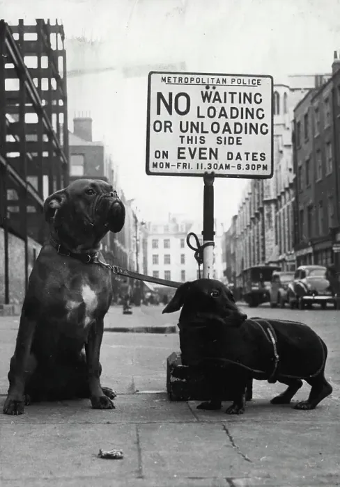 Framed Print : No waiting - Right just you try to move us on. Fortunately for the bobby who was on this beat the notice in Blandford Street, Marylebone, didn't apply to these dogs who were parked here while their owner went shopping Framed Print : No waiting - Right just you try to move us on. Fortunately for the bobby who was on this beat the notice in Blandford Street, Marylebone, didn't apply to these dogs who were parked here while their owner went shopping