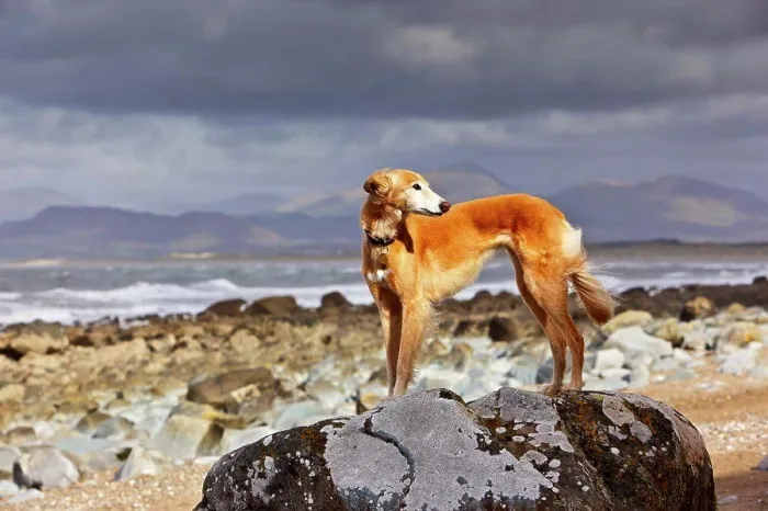 Framed Print : Wales, Gwynedd, near Harlech. A Saluki cross Lurcher standing on a large rock on the beach at Llanfair