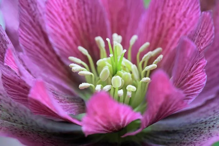 Framed Print : Wales, Monmouthshire, Monmouth. Close up of Hellebore flower Framed Print : Wales, Monmouthshire, Monmouth. Close up of Hellebore flower