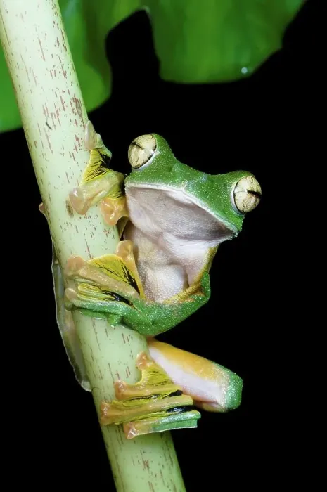 Framed Print : Wallace's Flying frog (Rhacophorus nigropalmatus) perched in understory vegetation