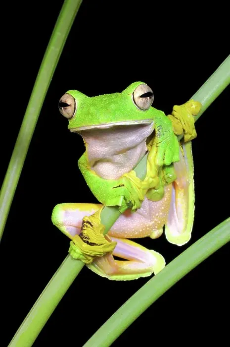 Framed Print : Wallace's Flying frog (Rhacophorus nigropalmatus) perched in understory vegetation Framed Print : Wallace's Flying frog (Rhacophorus nigropalmatus) perched in understory vegetation