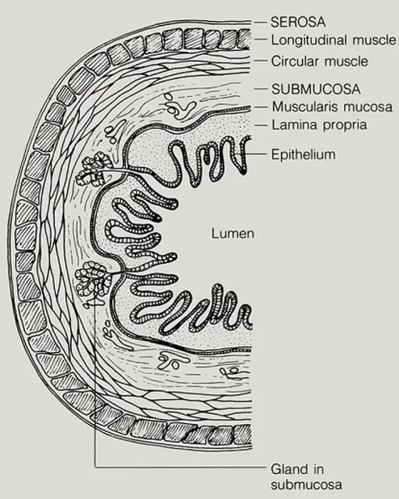 Framed Print : The walls of the digestive tract have four layers of tissue: mucosa Framed Print : The walls of the digestive tract have four layers of tissue: mucosa