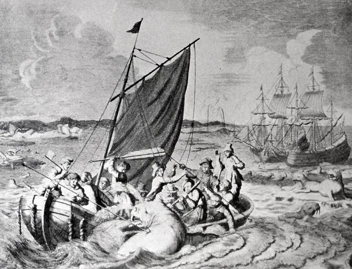Framed Print : walrus hunt nova Zembla 1596. Willem Barentsz (William Barents or Barentz) (c)