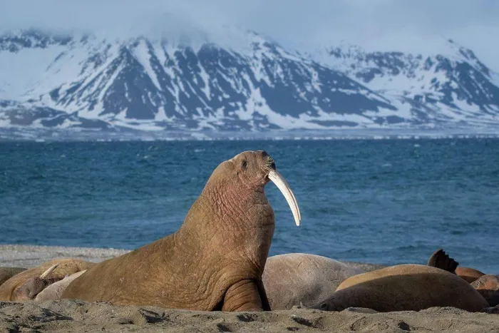 Framed Print : Walrus (Odobenus rosmarus) Svalbard Norway Framed Print : Walrus (Odobenus rosmarus) Svalbard Norway