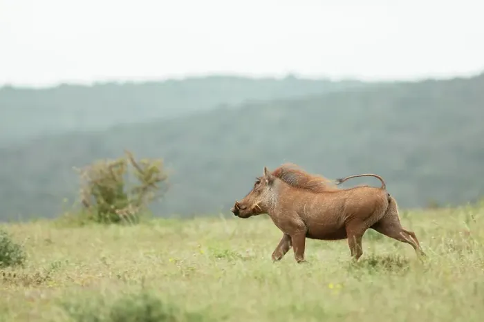 Framed Print : Warthog, Addo Elephant National Park, Eastern Cape, South Africa, Africa