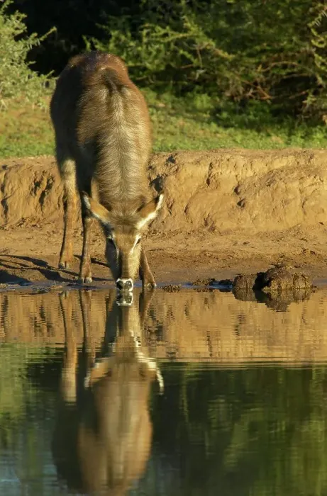 Framed Print : Waterbuck (Kobus ellipisiprymnus) drinking at waterhole Framed Print : Waterbuck (Kobus ellipisiprymnus) drinking at waterhole