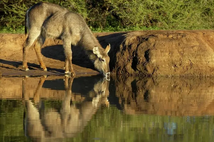 Framed Print : Waterbuck (Kobus ellipisiprymnus) drinking at waterhole Framed Print : Waterbuck (Kobus ellipisiprymnus) drinking at waterhole