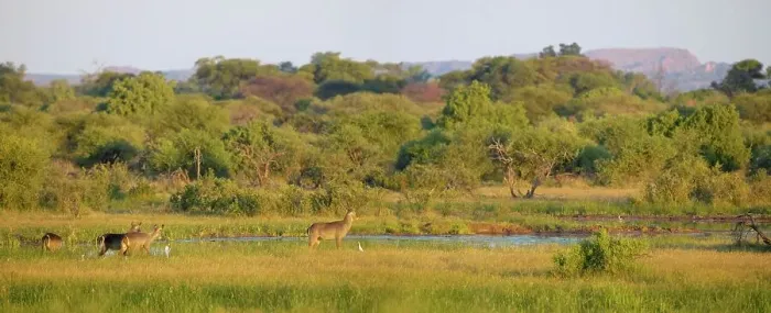 Framed Print : Waterbuck (Kobus ellipisiprymnus) herd and Cattle Egrets (Bubulcus ibis) in wetland Framed Print : Waterbuck (Kobus ellipisiprymnus) herd and Cattle Egrets (Bubulcus ibis) in wetland