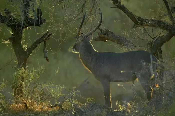 Framed Print : Waterbuck (Kobus ellipisiprymnus) in veld its breath condensing in cold morning air
