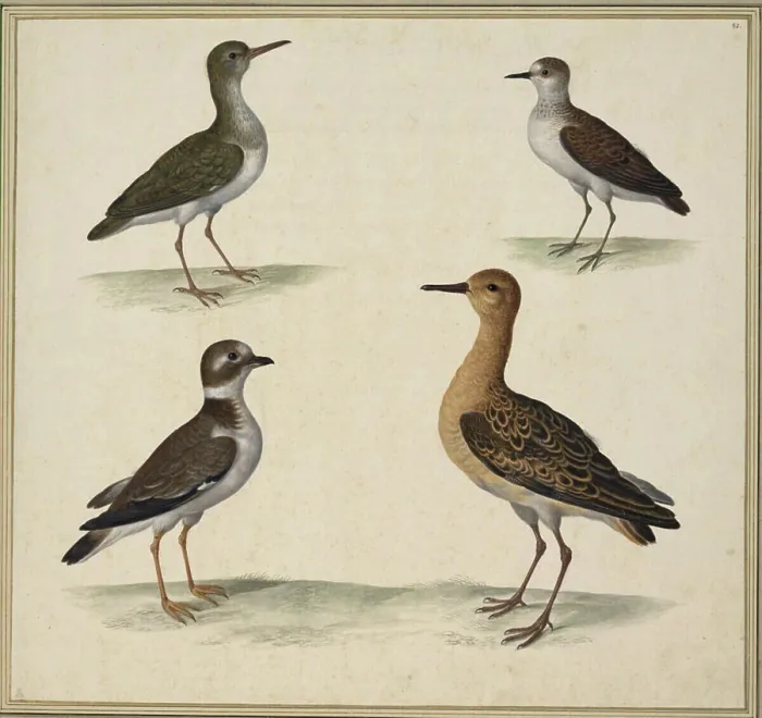 Framed Print : A watercolor and ink illustration by Johann Jakob Walther depicting the bird species Hypoleucos Framed Print : A watercolor and ink illustration by Johann Jakob Walther depicting the bird species Hypoleucos
