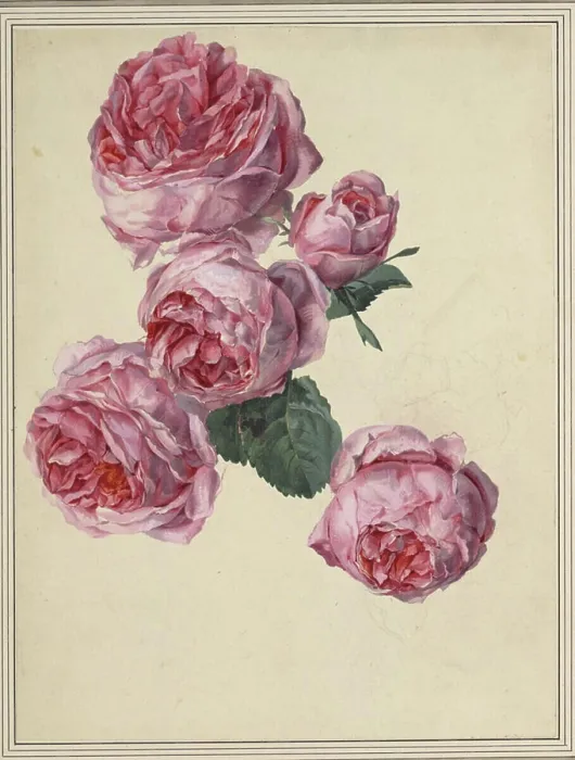 Framed Print : Watercolor by Sebastian Wegmayr depicting roses, with cover colors applied over pencil lines