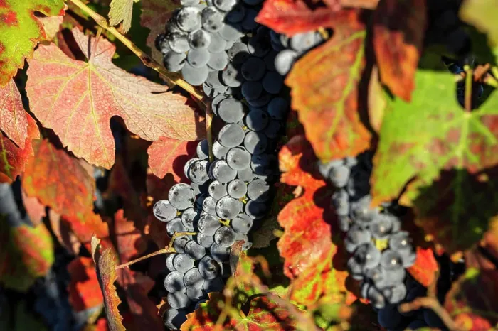 Framed Print : Weinberg with black grapes vineyard with black grapes Framed Print : Weinberg with black grapes vineyard with black grapes