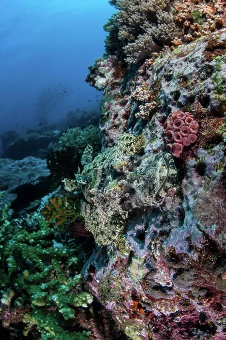 Framed Print : A well-camouflaged Crocodilefish lies on a coral reef in Indonesia Framed Print : A well-camouflaged Crocodilefish lies on a coral reef in Indonesia