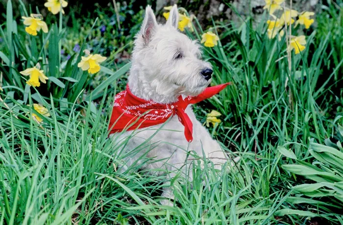 Framed Print : West Highland White Terrier wearing red bandana in long grass and flowers