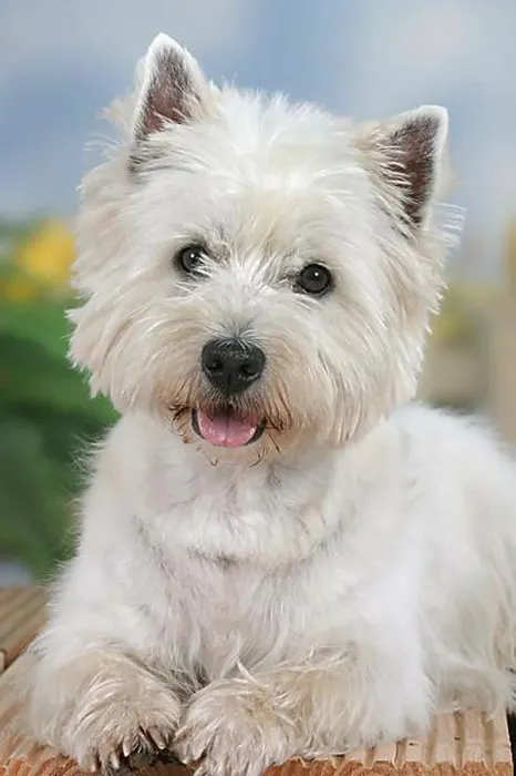 Framed Print : West Highland White Terrier, Westie Framed Print : West Highland White Terrier, Westie