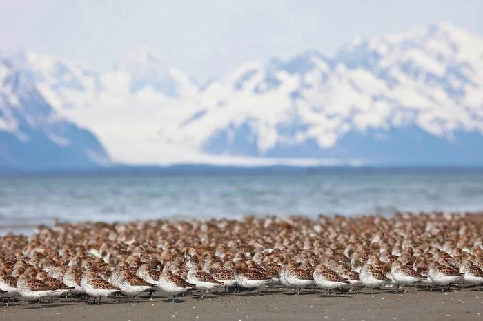 Framed Print : Western Sandpiper and Dunlins gathered on the mudflats of Hartney Bay with Chugach Mountains Framed Print : Western Sandpiper and Dunlins gathered on the mudflats of Hartney Bay with Chugach Mountains