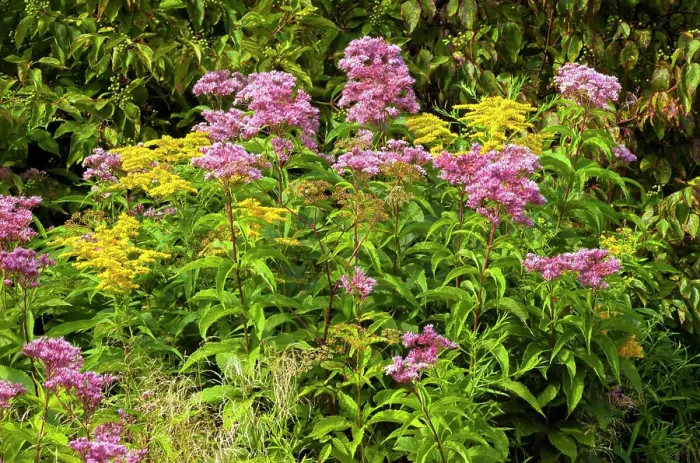 Framed Print : A wetland wildflower meadow in Pennsylvania Pocono Mountains including Rough-stemed Goldenrod and Spotted Joe-Pye-Weed Framed Print : A wetland wildflower meadow in Pennsylvania Pocono Mountains including Rough-stemed Goldenrod and Spotted Joe-Pye-Weed