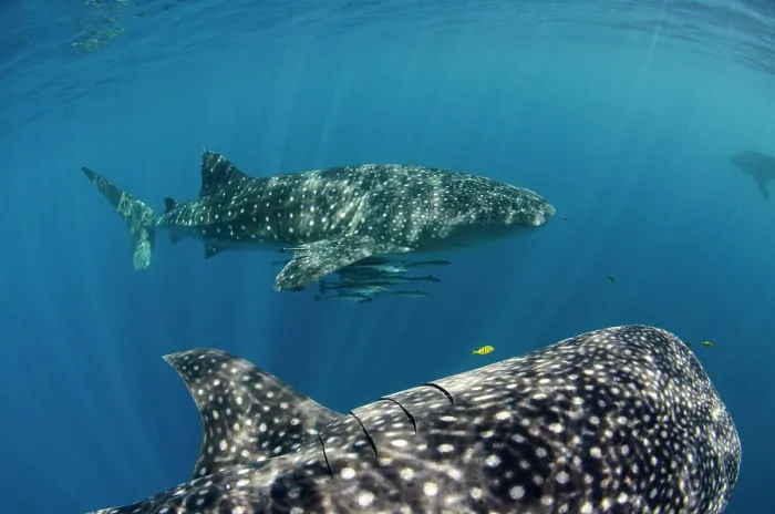 Framed Print : Whale Shark, Cenderawasih Bay, West Papua, Indonesia