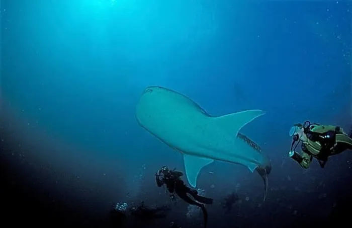 Framed Print : Whale shark and diver, Rhincodon typus, Maldives, Indian Ocean, Ari Atoll, Asia Framed Print : Whale shark and diver, Rhincodon typus, Maldives, Indian Ocean, Ari Atoll, Asia