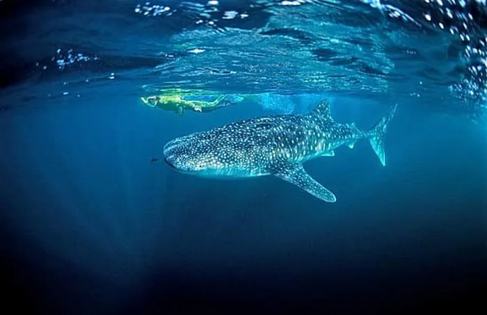 Framed Print : Whale shark and snorkeller, Rhincodon thypus Framed Print : Whale shark and snorkeller, Rhincodon thypus