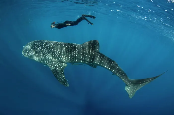 Framed Print : Whale Shark and tourist. Cenderawasih Bay, West Papua, Indonesia