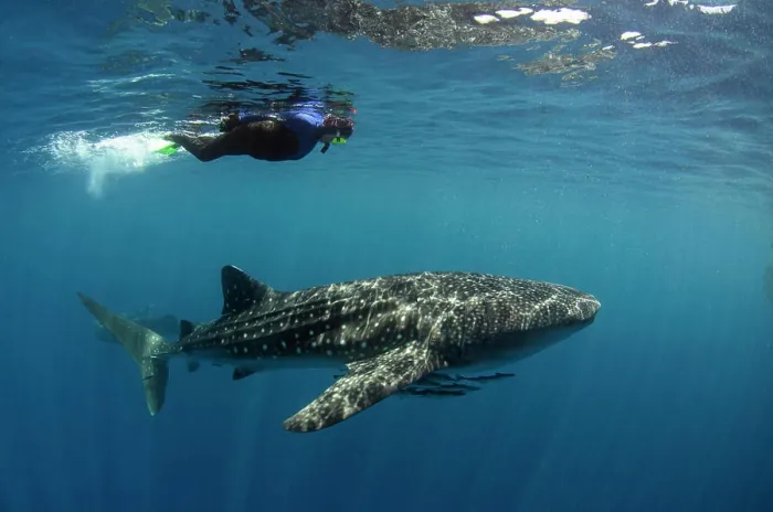 Framed Print : Whale Shark and tourist. Cenderawasih Bay, West Papua, Indonesia