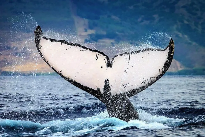 Framed Print : Whale tale, Humpback Whale (Megaptera novaeangliae) lifts its fluke, Maui, Hawaii Framed Print : Whale tale, Humpback Whale (Megaptera novaeangliae) lifts its fluke, Maui, Hawaii