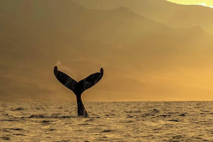 Framed Print : Whale tale, Humpback Whale (Megaptera novaeangliae) lifts its fluke at sunrise, Maui, Hawaii Framed Print : Whale tale, Humpback Whale (Megaptera novaeangliae) lifts its fluke at sunrise, Maui, Hawaii