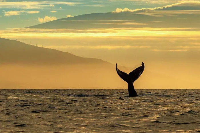Framed Print : Whale tale, Humpback Whale (Megaptera novaeangliae) lifts its fluke at sunrise, Maui, Hawaii