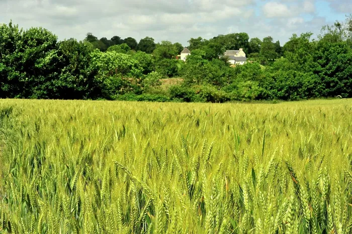 Framed Print : wheat field in spring, Calvados Department, Normandy France Framed Print : wheat field in spring, Calvados Department, Normandy France