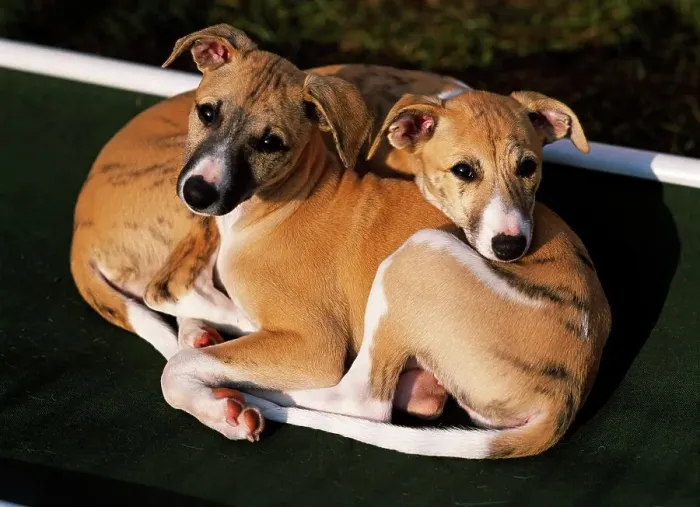 Framed Print : Whippets, AKC, 9-week-old puppies photographed in Fairbanks Framed Print : Whippets, AKC, 9-week-old puppies photographed in Fairbanks